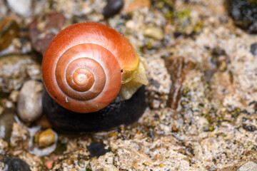 The white-lipped snail or garden banded snail (Cepaea hortensis) red orange