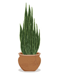 Vector illustration of sansevieria in ceramic pot. Beautiful houseplant with textured leaves. Snake plant. Flat illustration isolated on white background.