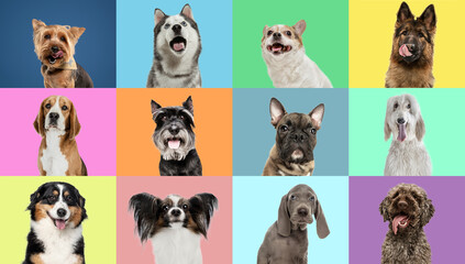 Collage made of funny cute dogs different breeds on multicolored studio background.