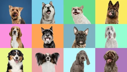 Foto op Canvas Collage made of funny cute dogs different breeds on multicolored studio background. © master1305