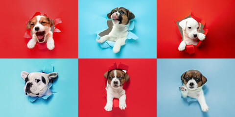 Cute puppies. Collage made of funny sweet little dogs different breeds on multicolored studio...
