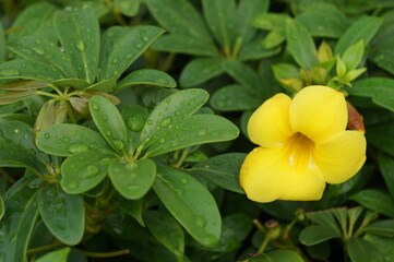 The yellow Flowers -Background with the green leaf