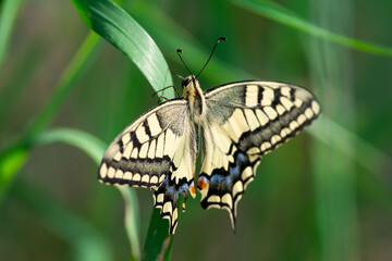 Papilio machaon
Old World swallowtail
