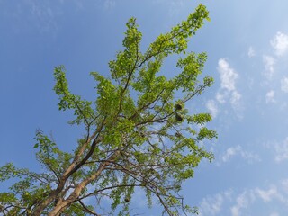Fototapeta premium Bael fruit tree with fruit in sky background. Aegle marmelos commonly known as&nbsp;bael&nbsp;(bili&nbsp;or&nbsp;bhel) also&nbsp;Bengal quince,&nbsp;golden apple,&nbsp;Japanese bitter orange,&nbsp;stone apple&nbsp;or&nbsp;wood apple. 