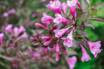 Pink caprifoliaceae flowers in a botanical garden, Weigelia flowers