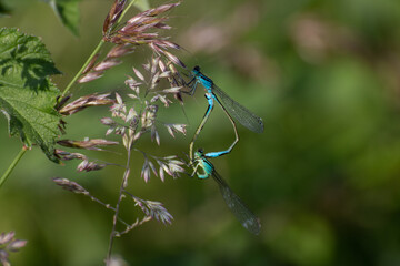 Cœur ailé : accouplement de demoiselles en milieu naturel