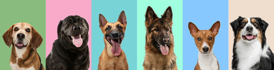 Collage made of funny cute dogs different breeds on multicolored studio background.