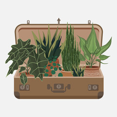 Vector illustration of house plants in clay pots inside suitcase. Collection of different indoor plants with textured, detailed leaves. Stylish flat elements for your desing isolated on white backgr