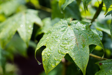 夏の雨上がりの楓の葉