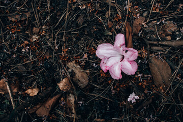Purple rhododendron flowers on the ground, fading flowers closeup, floral ground texture