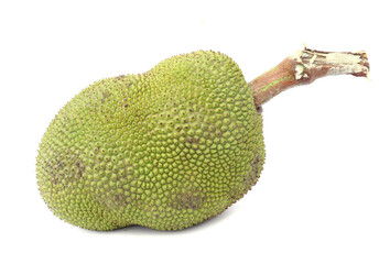 Jackfruit isolated on white background