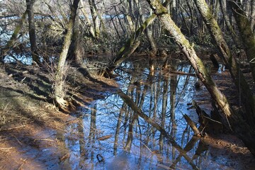 forest in the morning