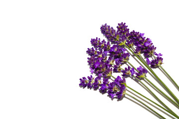 Lavender isolated on white background, with copy space, top view