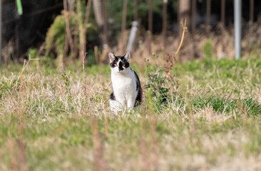 見つめる猫