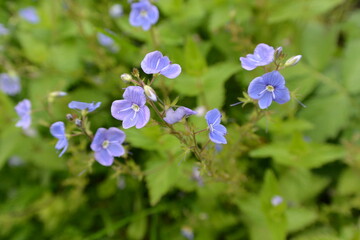 blue flowers