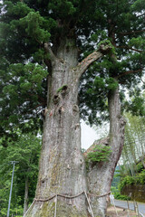 杉の巨木