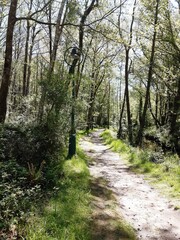 Fototapeta na wymiar Ruta de senderismo del río Forxa en Guitiriz, Galicia