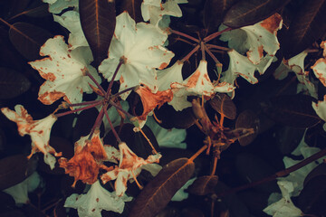 White rhododendron flowers, spring white flowers, ericaceae bush in a summer park