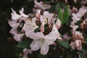 White rhododendron flowers, spring white flowers, ericaceae bush in a summer park