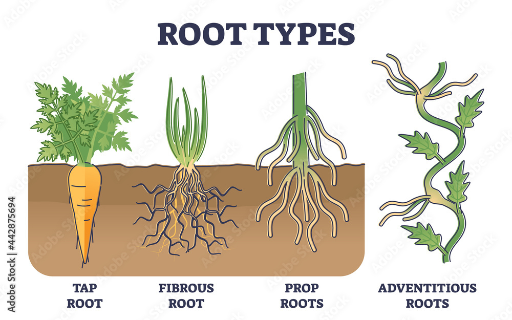 Poster root types examples in soil from side view in biological outline diagram. tap, fibrous, prop or adve