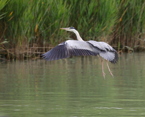 big gray heron during takeoff