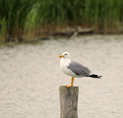 big seagull called Gabbiano in italian language