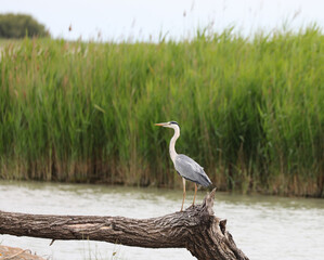 big heron near the water of the pond