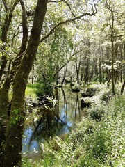 Tramo del río Forxa en Guitiriz, Galicia