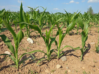 Obraz premium corn plants still low and without cobs with green leaves in the field at the beginning of summer