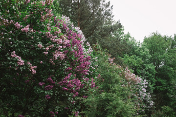 Purple lilac flower closeup