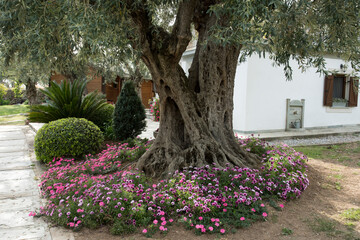 Flowering annuals and perennials beneath an olive tree