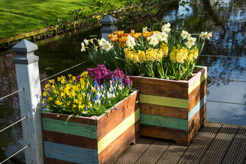 Bulb flowers in  flower boxes