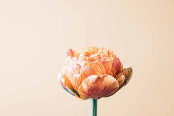 tulip flower on beige background. Flat lay, top view floral festive holiday concept. place for your text, selective focus