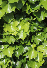 many green illuminated ivy creeper leaves