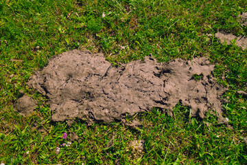 Dry cow shit on mountain grass
