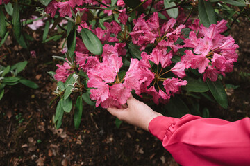 Woman holding rhododendron flowers, pink rhododendron flowers near a girl