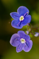 Veronica agrestis flowers growing in the garden, macro	
