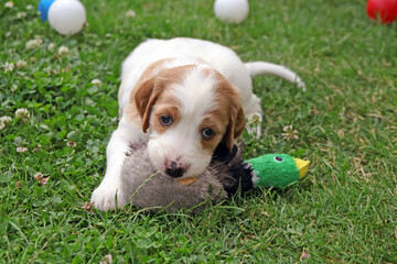 welpe mit spielzeugente © kristina rütten