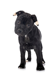 Obraz premium puppy staffordshire bull terrier