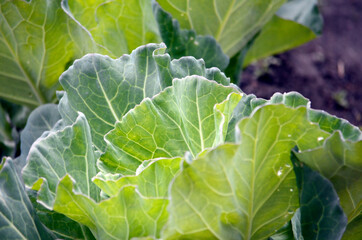 畑のキャベツ