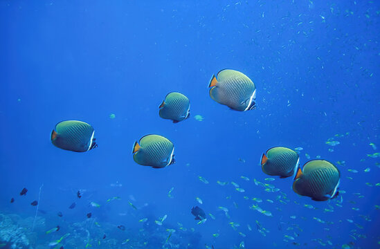 The school of Red-tailed butterflyfish or redtail butterflyfish. Found in Pida Nok, Pee Pee Island, Thailand.