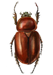 Bug, brown beetle on isolated white background, watercolor illustration, scarab