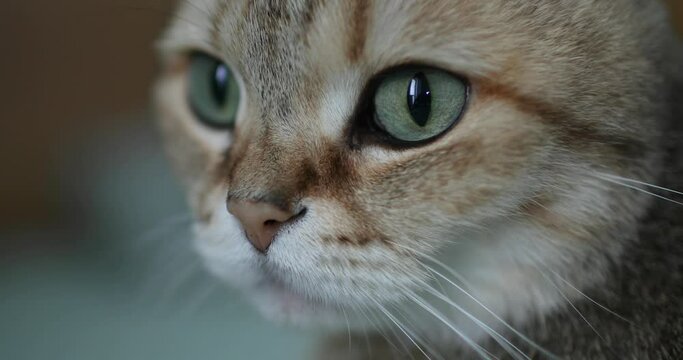 Muzzle of a cute british cat. Close-up.