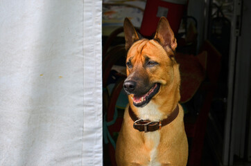 Peeping smart dog from the dark room