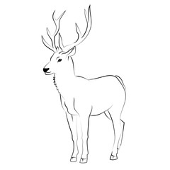 Elegant outline drawing of deer. Vector illustration