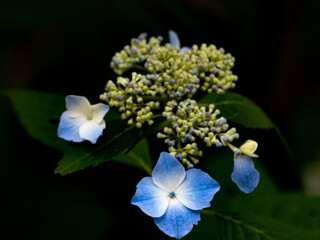 Hydrangea