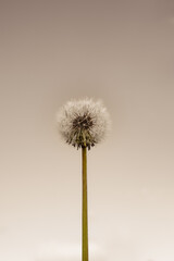 Dandelion on a noble brownish background