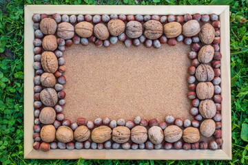 Frame studies with hazelnuts and walnuts on a plywood background