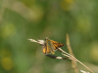 large skipper butterfly (Ochiodes sylvanus)