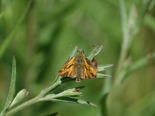 large skipper butterfly (Ochiodes sylvanus)